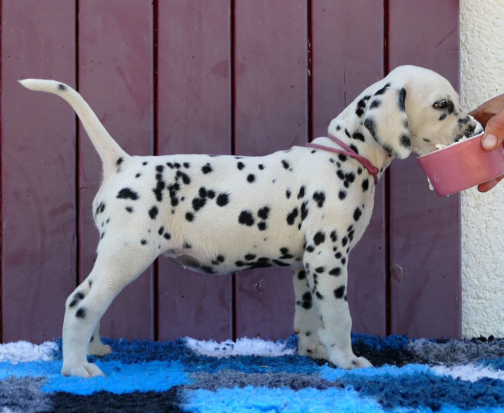 Indy's Dream Are so precious