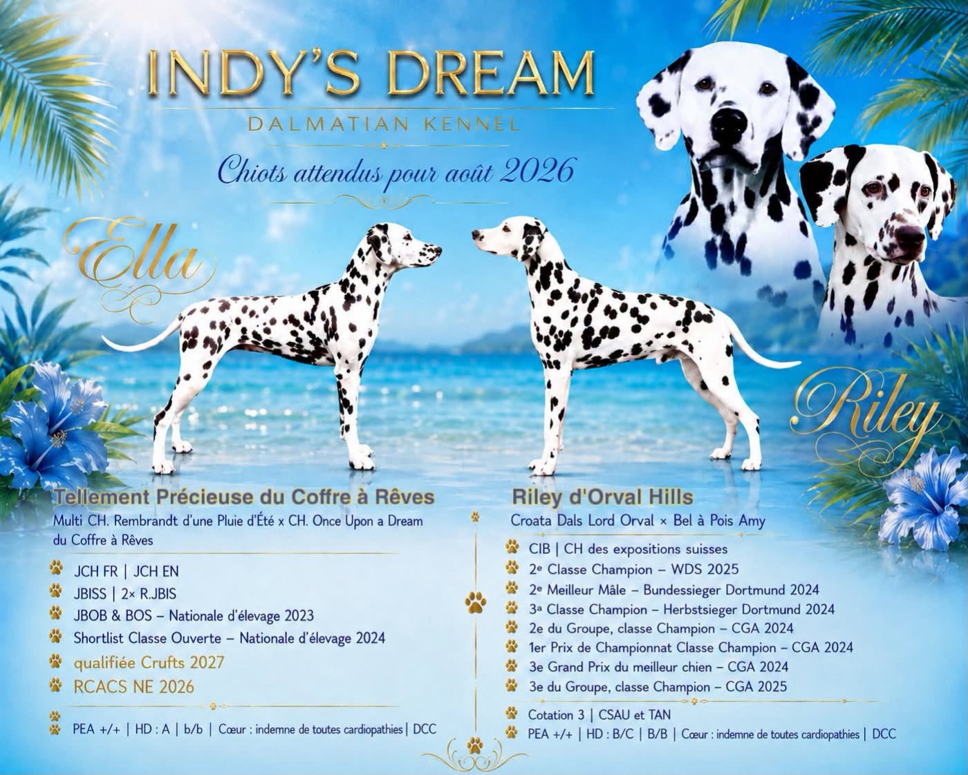 Des bébés sont arrivés chez Indy's Dream