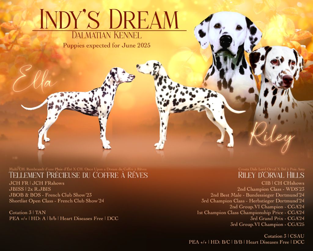 Indy's Dream - Nous attendons des chiots prochainement