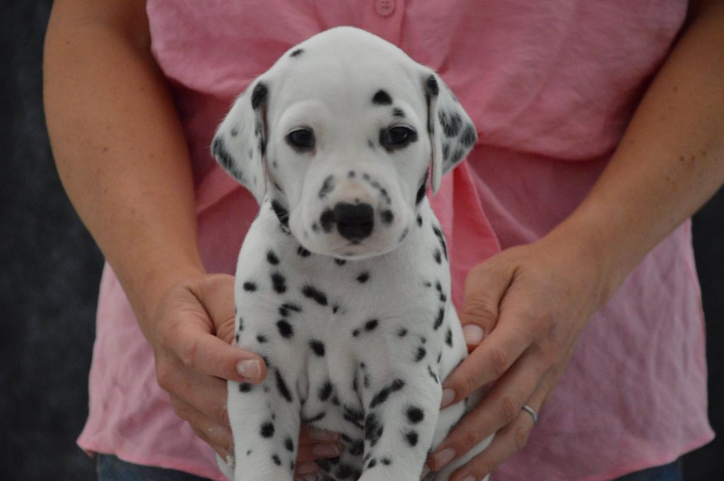Indy's Dream - Chiots disponibles - Dalmatien