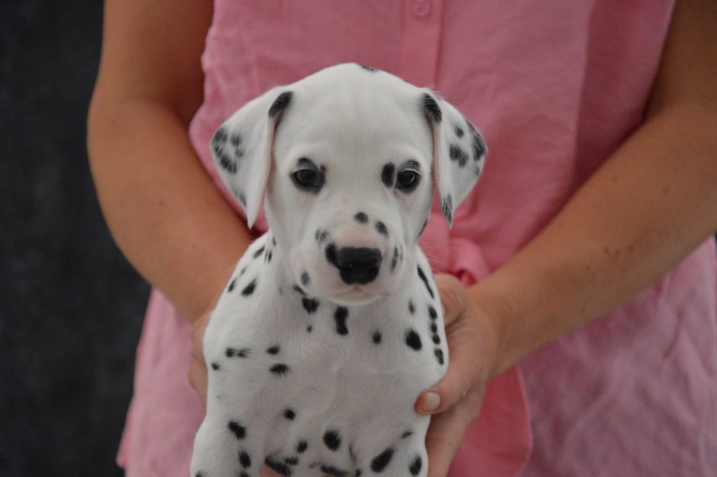 Indy's Dream - Chiots disponibles - Dalmatien