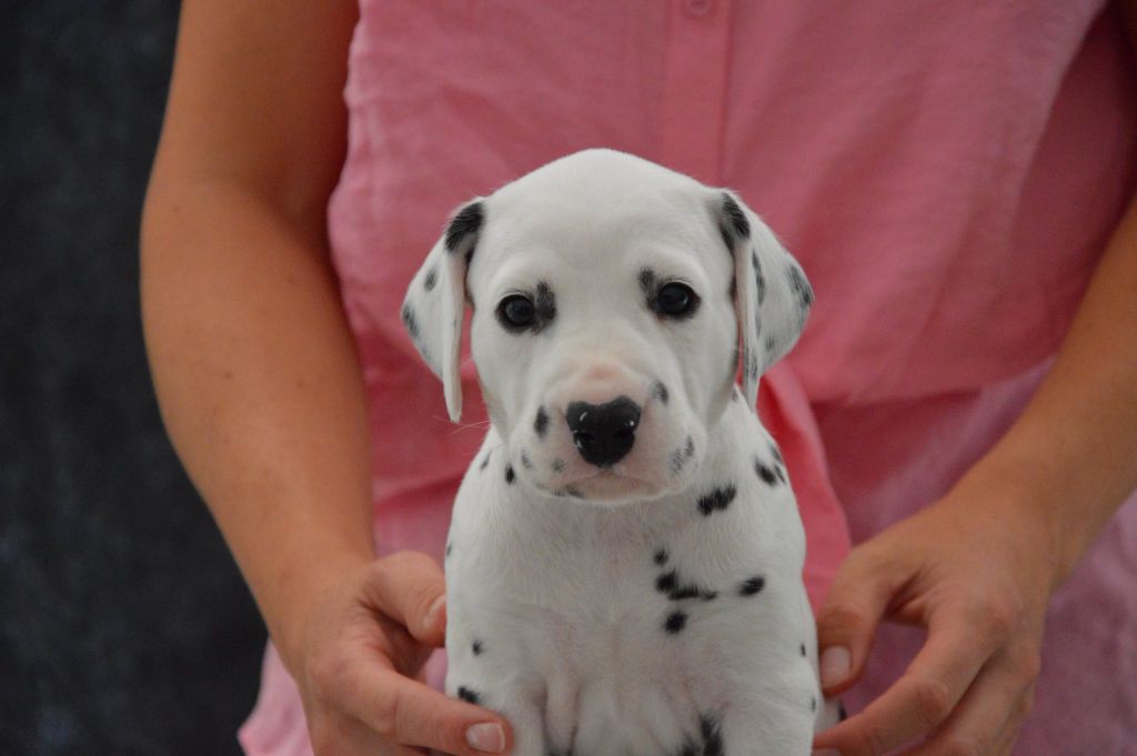 Indy's Dream - Chiots disponibles - Dalmatien