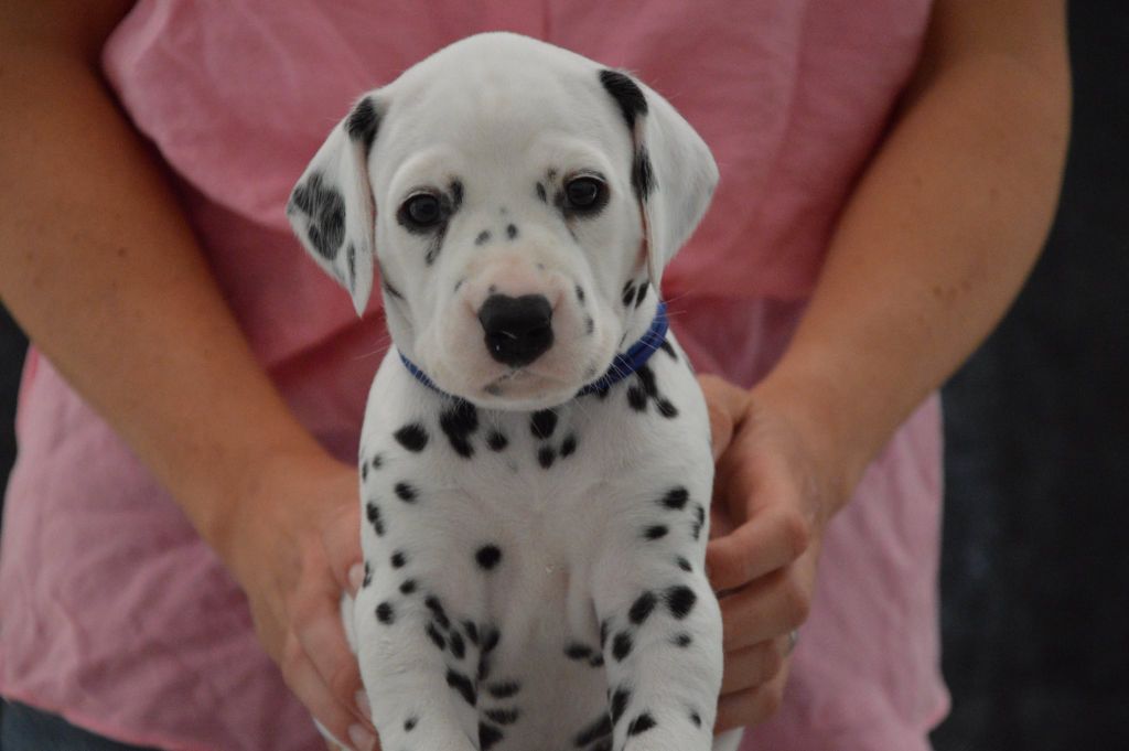 Indy's Dream - Chiots disponibles - Dalmatien