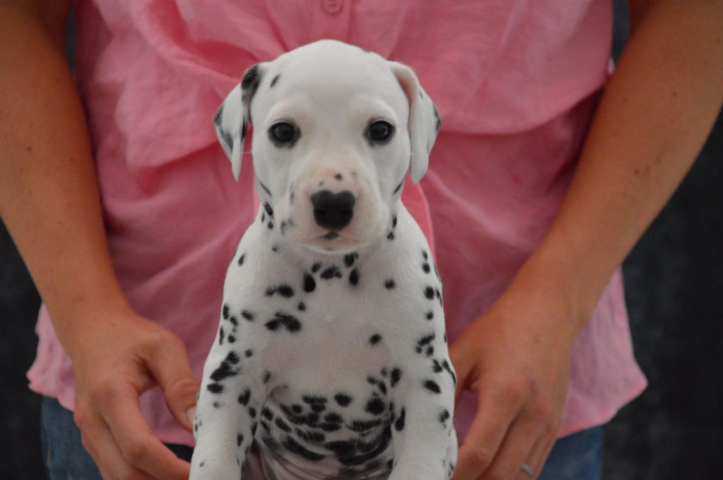 Indy's Dream - Chiots disponibles - Dalmatien